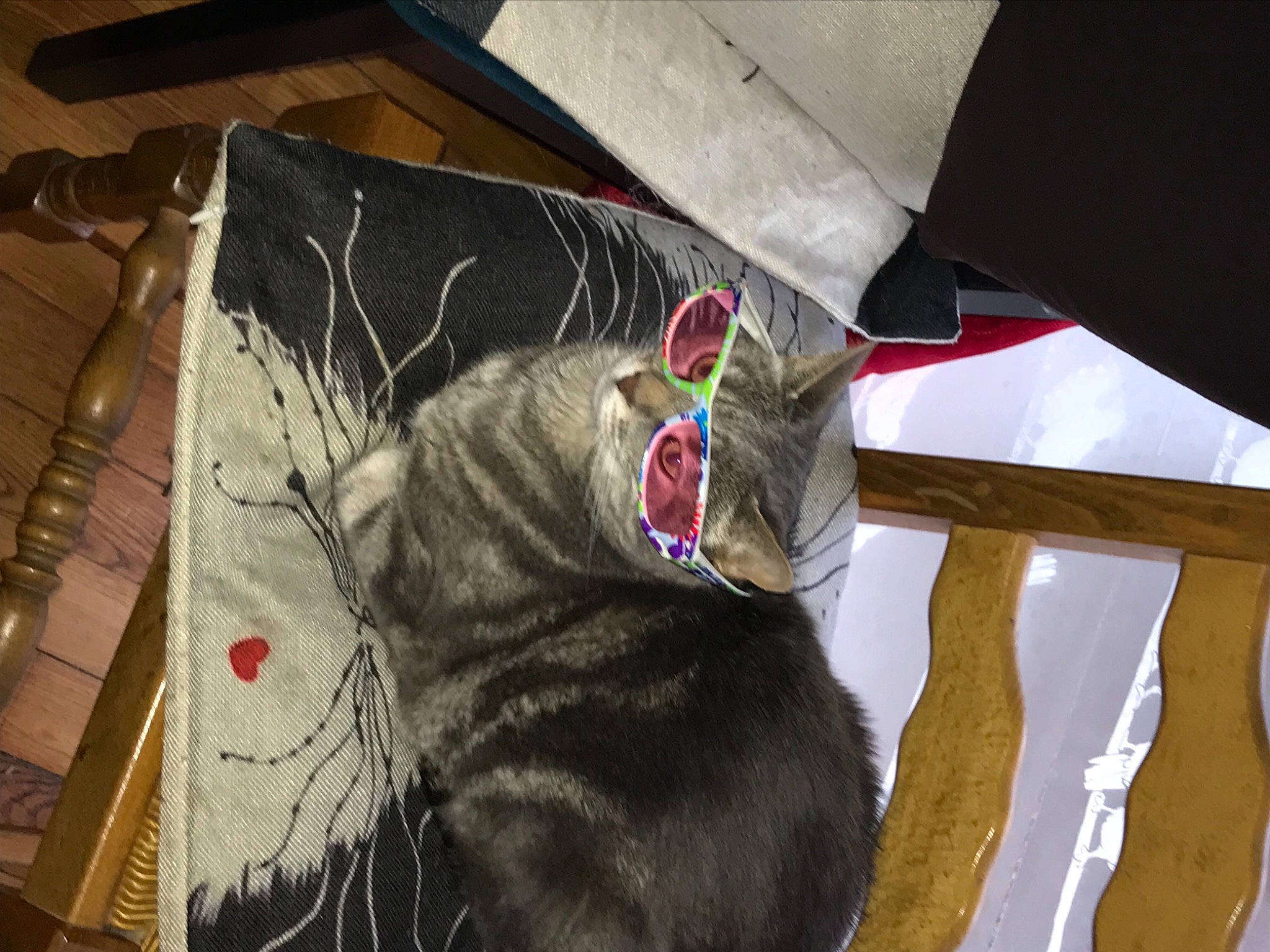 Mistigris a rejoint le concours — aidez-le/la à gagner de superbes lots ! box, cardboard, carnivore, cat, comfort, dog_breed, domestic_short_haired_cat, felidae, fur, room, shadow, shipping_box, small_to_medium_sized_cats, snout, sporting_group, tail, tints_and_shades, tree, whiskers, wood