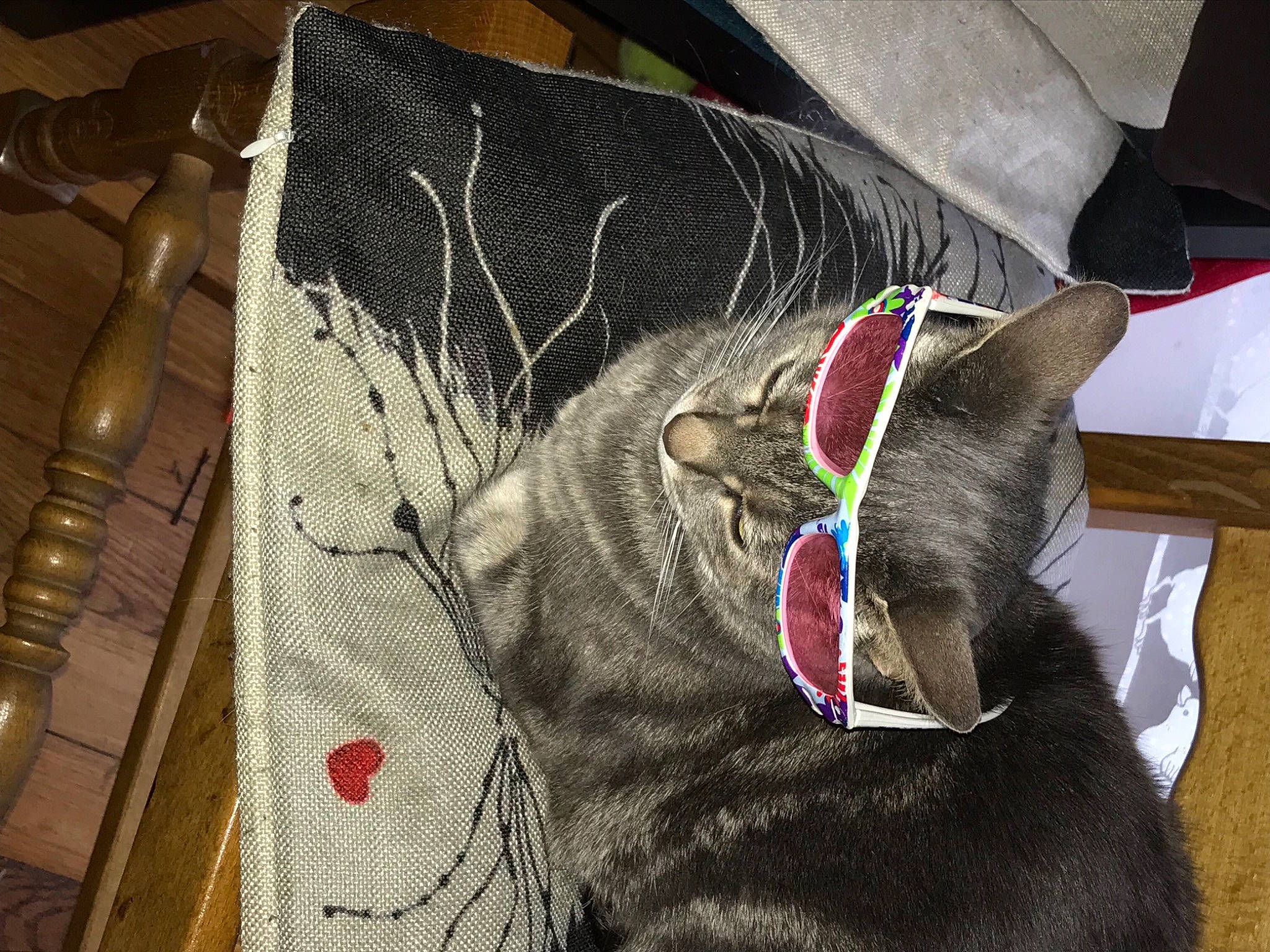 Mistigris participe au concours pour gagner de l'argent avec cette photo : black_cat, bombay, carnivore, cat, collar, dog_breed, dog_collar, eyewear, fawn, felidae, grey, leash, liver, pet_supply, small_to_medium_sized_cats, snout, sporting_group, tail, whiskers, working_animal