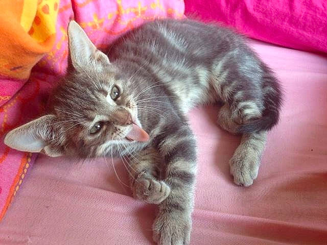 Mistigris a rejoint le concours — aidez-le/la à gagner de superbes lots ! carnivore, cat, claw, comfort, domestic_short_haired_cat, fawn, felidae, fur, grey, mammal, paw, small_to_medium_sized_cats, snout, tail, vertebrate, whiskers