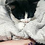 Chouchou participe au concours pour gagner de l'argent avec cette photo : cat, kitten, black_and_white_cat, blanket, fuzzy_blanket, paw, fur, cozy, pet, indoor, human_hand, wood_floor, close_up, cute, nibbling, sleepy, small_animal, soft_texture, domestic_animal, resting
