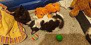 Chouchou a rejoint le concours — aidez-le/la à gagner de superbes lots ! kitten, black_kitten, black_and_white_kitten, stuffed_animal, plush_dog, blanket, striped_blanket, colorful_ball, green_ball, carpet, toys, playing, lying_on_back, cute, furry, pet_bedding, indoor, bright_eyes, animal_face, multiple_kittens