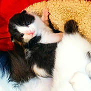 Chouchou a rejoint le concours — aidez-le/la à gagner de superbes lots ! kitten, cat, black_and_white_kitten, pet, animal, fur, blanket, red_background, cozy, newborn, eyes, whiskers, paw, close_up, bed, sleeping, nursing, soft_texture, cute, indoor