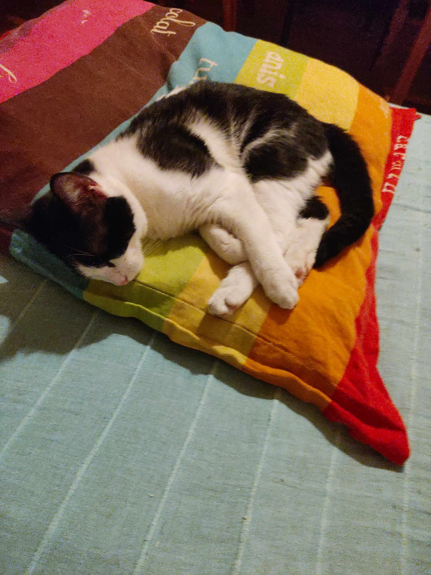 Chouchou participe au concours pour gagner de l'argent avec cette photo : cat, sleeping, pillow, bed, striped_pillow, black_and_white, curled, paws, tail, indoor, bedroom, nap, cozy, textile, fur, domestic_pet, resting, cushion, soft_lighting, pet