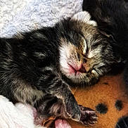 Choupinou participe au concours pour gagner de l'argent avec cette photo : kitten, cat, sleeping, close_up, fur, paw, whiskers, newborn, tiny, cozy, blanket, pet, domestic_cat, pink_nose, closed_eyes, tabby, striped, face, resting, cuddly