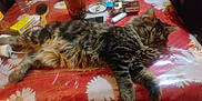 Choupinou participe au concours pour gagner de l'argent avec cette photo : cat, tabby_cat, furry, sleeping, sprawled, table, tablecloth, daisy_pattern, glass_jar, jar, remote_control, cigarette_pack, lighter, brush, charger, pacifier, keys, bottle, indoor, clutter