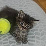 Choupinou participe au concours pour gagner de l'argent avec cette photo : kitten, cat, pet, tennis_ball, blanket, paw, whiskers, ears, eyes, furry, young_cat, indoor, close_up, resting, portrait, playful, tabby, soft_texture, bedding, cute