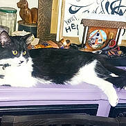 Judy participe au concours pour gagner de l'argent avec cette photo : cat, tuxedo_cat, black_and_white_cat, pet, feline, collar, bell, purple_dresser, dresser, tabletop, indoor, vase, jar, candle_holder, candles, scissors, papers, ornament, yellow_eyes, paw