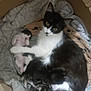 Judy participe au concours pour gagner de l'argent avec cette photo : cat, kitten, mother_cat, newborn_kitten, box, blanket, bedding, pet, animal, feline, black_and_white, tuxedo_cat, nursing, cozy, maternal, paw, eyes, whiskers, indoor, close_up