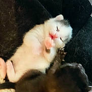 Mimi participe au concours pour gagner de l'argent avec cette photo : kitten, cat, newborn_kitten, white_kitten, black_kitten, paw, fur, whiskers, cute, blurry, closeup, bedding, blanket, pet, indoor, cuddling, tiny, playful, resting, sleeping