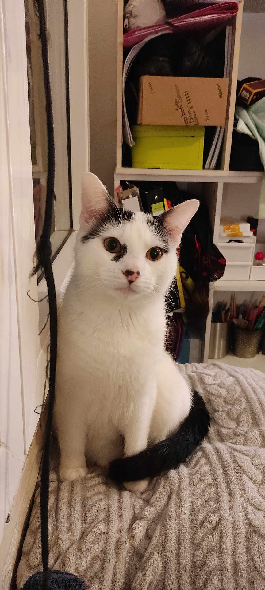 Mimi participe au concours pour gagner de l'argent avec cette photo : cat, tuxedo_cat, pet, indoor, blanket, bed, shelf, tail, whiskers, paws, eyes, nose, portrait, looking_at_camera, domestic_animal, cozy, home, window, furniture, curiosity
