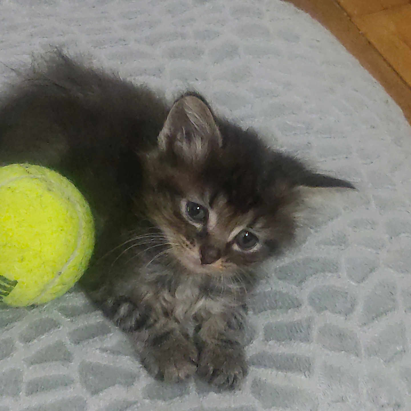 Samba a rejoint le concours — aidez-le/la à gagner de superbes lots ! abyssinian, animal, ball, canine, cat, dog, golf, golfball, hardwood, kitten, manx, pet, puppy, racket, sphere, sport, tennis, tennisball, tennisracket, wood