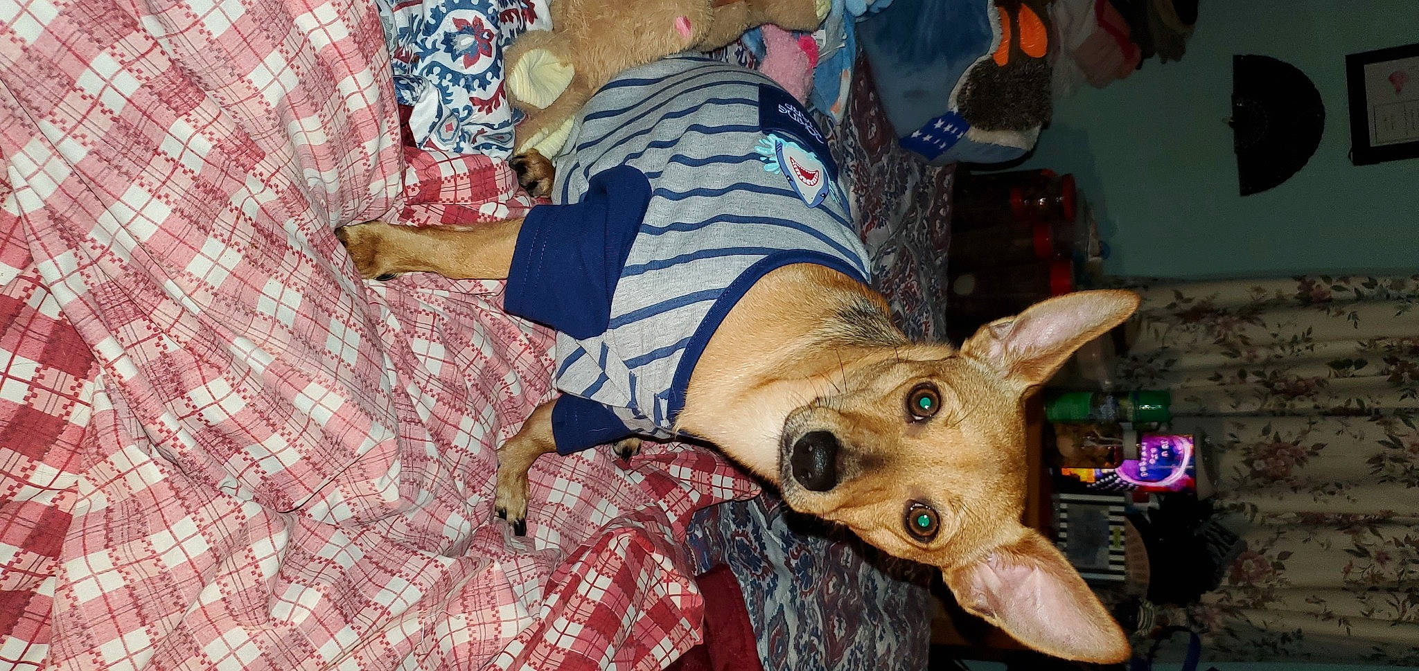 Shy is registered to the contest to win money with this photo: canidae, dog_breed, event, fawn, flesh, foot, fun, fur, hat, human_leg, lap, pattern, plaid, sporting_group, suidae, tartan, thigh