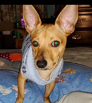 Shy is registered to the contest to win money with this photo: ancient_dog_breeds, canidae, carnivore, comfort, companion_dog, dog, dog_breed, dog_supply, ear, fawn, fur, non_sporting_group, puppy, snout, sporting_group, tail, terrestrial_animal, toy_dog, whiskers, working_animal