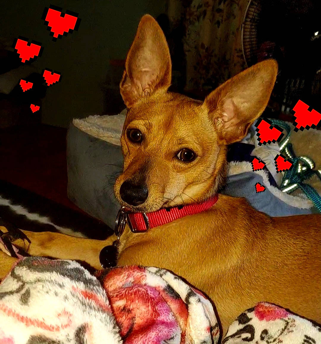 Shy is registered to the contest to win money with this photo: ancient_dog_breeds, canidae, carnivore, collar, comfort, companion_dog, costume_hat, dog, dog_breed, dog_clothes, dog_sports, dog_supply, ear, fawn, fur, snout, sporting_group, toy_dog, whiskers, working_animal