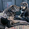 animal, black_dog, blanket, bond, car_seat, closeup, companion, cute, dog, domestic_animal, friendship, fur, harness, indoor, mammal, nuzzling, pet, puppy, resting, young_dog