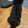 dog, black_dog, pet_bed, wooden_floor, crossed_legs, indoor, flooring, paw_print, animal, fur, canine, resting, back_view, cozy, mammal, companion_animal, home, quiet, relaxed, domestic