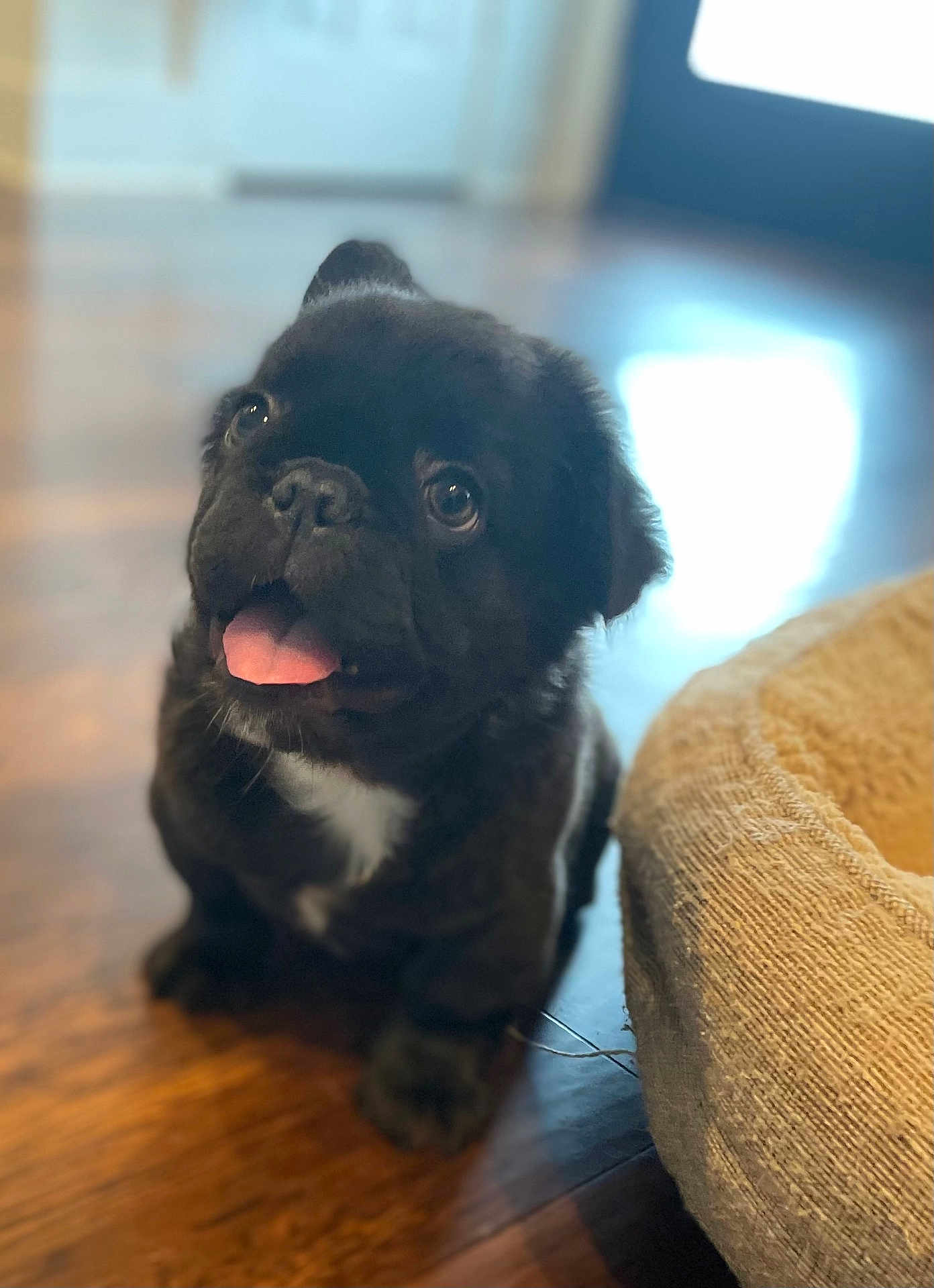 Fin joined the competition — help win amazing prizes! puppy, dog, black_dog, tongue_out, pet_bed, wooden_floor, indoor, cute, young_dog, animal, pet, adorable, small_dog, canine, fur, looking_up, domestic_animal, sitting, companion, friendly