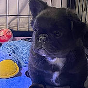 Fin is registered to the contest to win money with this photo: puppy, dog, black_dog, cage, blue_towel, plush_toy, duck_toy, pink_ball, pet, indoor, cute, young_dog, animal, pet_toy, resting, furry, small_dog, close_up, domestic_animal, cozy
