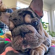 Olive is registered to the contest to win money with this photo: dog, puppy, french_bulldog, close_up, wrinkles, paw, blanket, indoor, pet, cute, animal, resting, face, one_eye_closed, fur, whiskers, soft_light, cozy, window, person