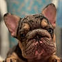 dog, puppy, french_bulldog, close_up, wrinkles, ears, cute, pet, animal, face, nose, fur, eyes, portrait, indoor, blurred_background, muzzle, young, expression, adorable