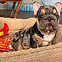 Olive joined the competition — help win amazing prizes! puppy, french_bulldog, dog_bed, plush_toy, indoor, pet, animal, cute, brindle, resting, cozy, canine, young_dog, fur, ears, snout, floor, home, pet_toy, relaxed