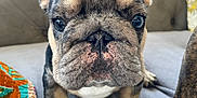 Olive joined the competition — help win amazing prizes! french_bulldog, puppy, dog, close_up, pet, couch, indoor, animal, cute, small_dog, face, ears, fur, paw, blanket, pillow, home, portrait, looking_at_camera, cozy