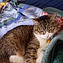 animal, bed, blanket, cat, collar, cozy, cute, cute_pet, domestic, fur, furniture, indoor, mammal, pet, relaxed, resting, sleepy, soft, tabby, whiskers