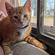 Garfield is registered to the contest to win money with this photo: animal, bell, cat, closeup, collar, curious, cushion, domestic, feline, fur, indoor, kitten, orange_tabby, paw, pet, relaxed, resting, striped, sunlight, window