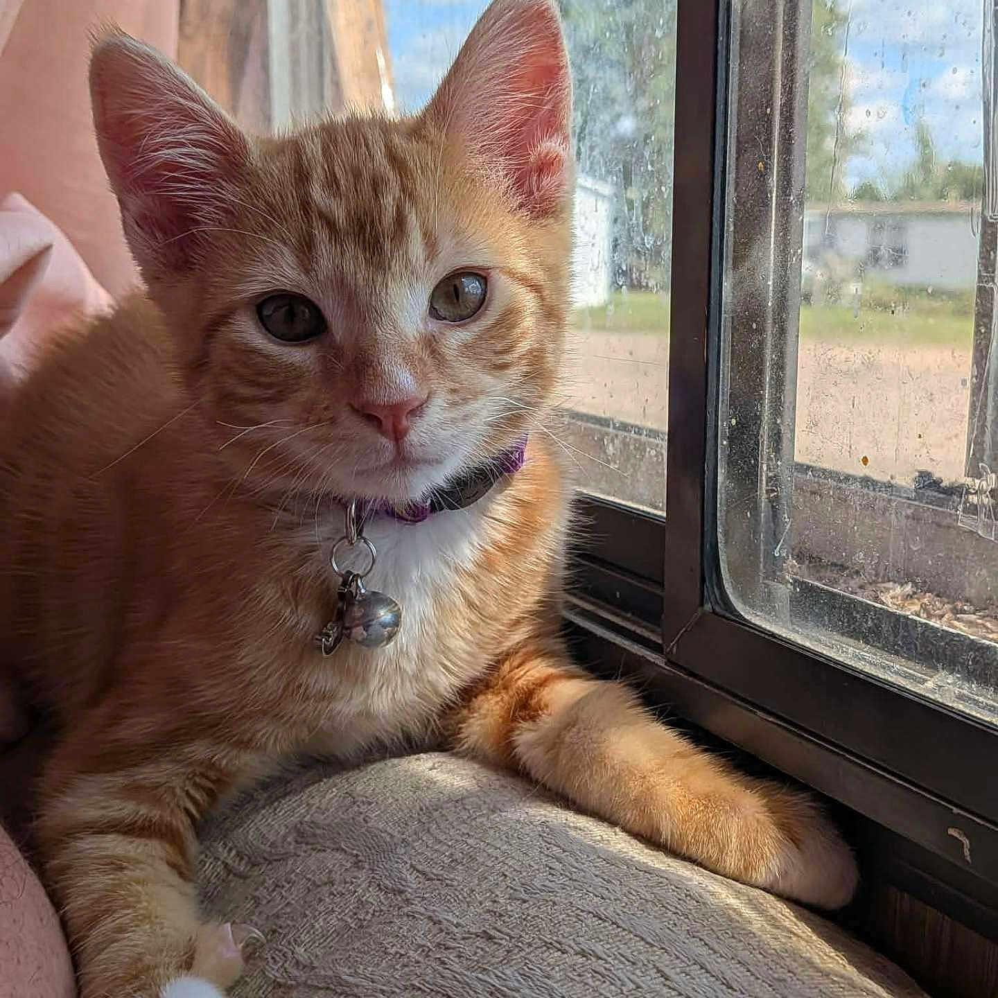 Garfield is registered to the contest to win money with this photo: animal, bell, cat, closeup, collar, curious, cushion, domestic, feline, fur, indoor, kitten, orange_tabby, paw, pet, relaxed, resting, striped, sunlight, window