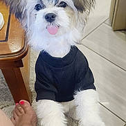 Shelby Lynn joined the competition — help win amazing prizes! dog, puppy, black_shirt, tongue_out, fluffy, indoor, wooden_table, tile_floor, foot, painted_nails, cute, pet, small_dog, furry, playing, living_room, carpet, sofa, happy, close_up