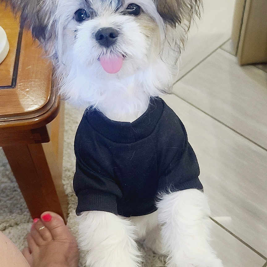 Shelby Lynn joined the competition — help win amazing prizes! black_shirt, carpet, close_up, cute, dog, fluffy, foot, furry, happy, indoor, living_room, painted_nails, pet, playing, puppy, small_dog, sofa, tile_floor, tongue_out, wooden_table