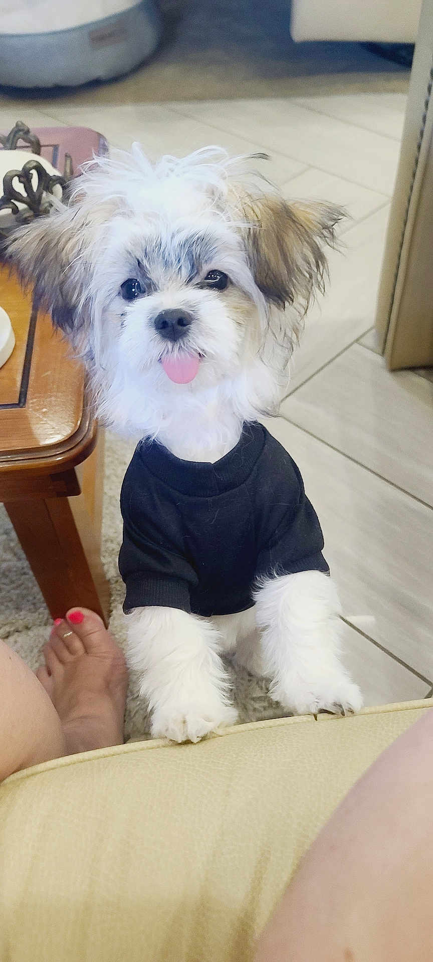 Shelby Lynn joined the competition — help win amazing prizes! dog, puppy, black_shirt, tongue_out, fluffy, indoor, wooden_table, tile_floor, foot, painted_nails, cute, pet, small_dog, furry, playing, living_room, carpet, sofa, happy, close_up