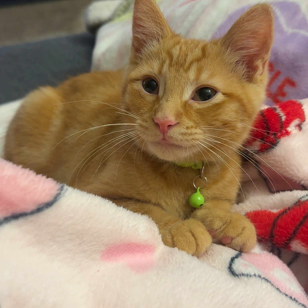 Oscar Cranger joined the competition — help win amazing prizes! cat, kitten, orange_tabby, pet, collar, bell, blanket, heart_pattern, indoor, cozy, feline, cute, whiskers, paws, resting, soft_texture, domestic_animal, curious, fur, closeup