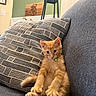 kitten, cat, orange_cat, pet, indoor, couch, pillow, furniture, relaxing, cute, young_animal, collar, living_room, cozy, domestic_animal, feline, resting, small_pet, animal, home