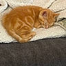 Oscar Cranger is registered to the contest to win money with this photo: kitten, orange_tabby, sleeping, cat, fluffy_blanket, white_blanket, cozy, curled_up, indoor, pet, resting, soft_texture, warm_colors, animal, cute, small, feline, domestic_cat, comfort, relaxation