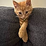 Oscar Cranger is registered to the contest to win money with this photo: kitten, cat, orange_tabby, pet, animal, feline, cute, couch, furniture, crossed_paws, indoor, wall, texture, soft_fur, looking_down, close_up, young, curious, resting, domestic_animal