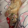 kitten, cat, orange_tabby, paw, pink_paw_pads, blanket, soft_texture, patterned_blanket, bow_pattern, cute, pet, indoor, resting, feline, whiskers, pink_nose, young_cat, sleepy, cozy, domestic_animal