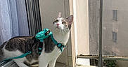 Yuki participe au concours pour gagner de l'argent avec cette photo : cat, pet, animal, harness, backpack, windowsill, curious, indoor, outdoor, balcony, green_grass, sunlight, building, glass, reflection, white, gray, feline, looking_up, daylight