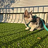 Yuki participe au concours pour gagner de l'argent avec cette photo : cat, green_grass, outdoor, pet, harness, sunlight, shadow, fence, wall, nature, animal, daylight, curious, mammal, leash, garden, domestic_cat, playful, summer, sunshine