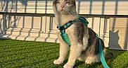 Yuki participe au concours pour gagner de l'argent avec cette photo : animal, cat, cute, daytime, domestic, feline, grass, green, harness, leash, nature, outdoor, pet, relaxed, shadow, sitting, sunlight, sunny, tree_shadow, white_wall