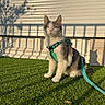 cat, harness, leash, grass, shadow, sunlight, outdoor, white_wall, tree_shadow, pet, animal, feline, green, nature, sitting, sunny, relaxed, daytime, domestic, cute