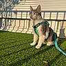 Yuki participe au concours pour gagner de l'argent avec cette photo : cat, pet, harness, grass, sunlight, shadow, outdoor, animal, feline, leash, green, nature, daylight, wall, quiet, alert, domestic_animal, fur, whiskers, ears