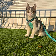 Yuki participe au concours pour gagner de l'argent avec cette photo : cat, harness, leash, grass, shadow, sunlight, outdoor, pet, animal, white_wall, tree_shadow, fence_shadow, sitting, green, cute, domestic_cat, fur, whiskers, pink_nose, alert