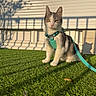 cat, harness, leash, grass, shadow, sunlight, outdoor, pet, animal, white_wall, tree_shadow, fence_shadow, sitting, green, cute, domestic_cat, fur, whiskers, pink_nose, alert