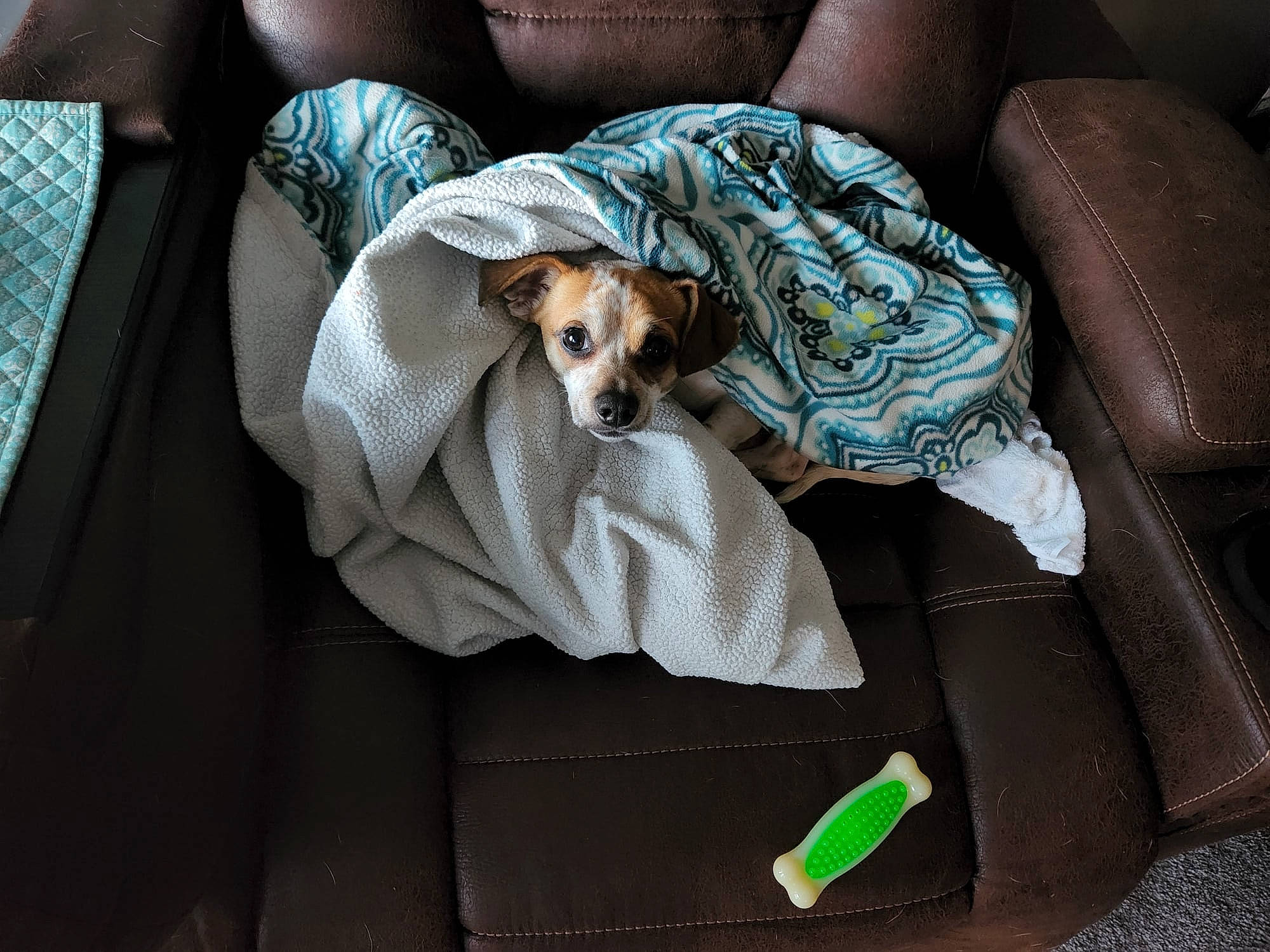 Dobey is registered to the contest to win money with this photo: canidae, car_seat, car_seat_cover, carnivore, comfort, companion_dog, couch, dog, dog_breed, dog_supply, fawn, linens, nap, pillow, room, seat_belt, sporting_group, toy_dog, vehicle, working_animal