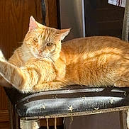 Astro joined the competition — help win amazing prizes! animal, cat, chair, cozy, domestic_cat, feline, fur, furniture, home, indoor, mammal, orange_tabby, pet, relaxed, resting, stretching, sunlight, tail, whiskers, wooden_floor