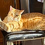 animal, cat, chair, cozy, domestic_cat, feline, fur, furniture, home, indoor, mammal, orange_tabby, pet, relaxed, resting, stretching, sunlight, tail, whiskers, wooden_floor