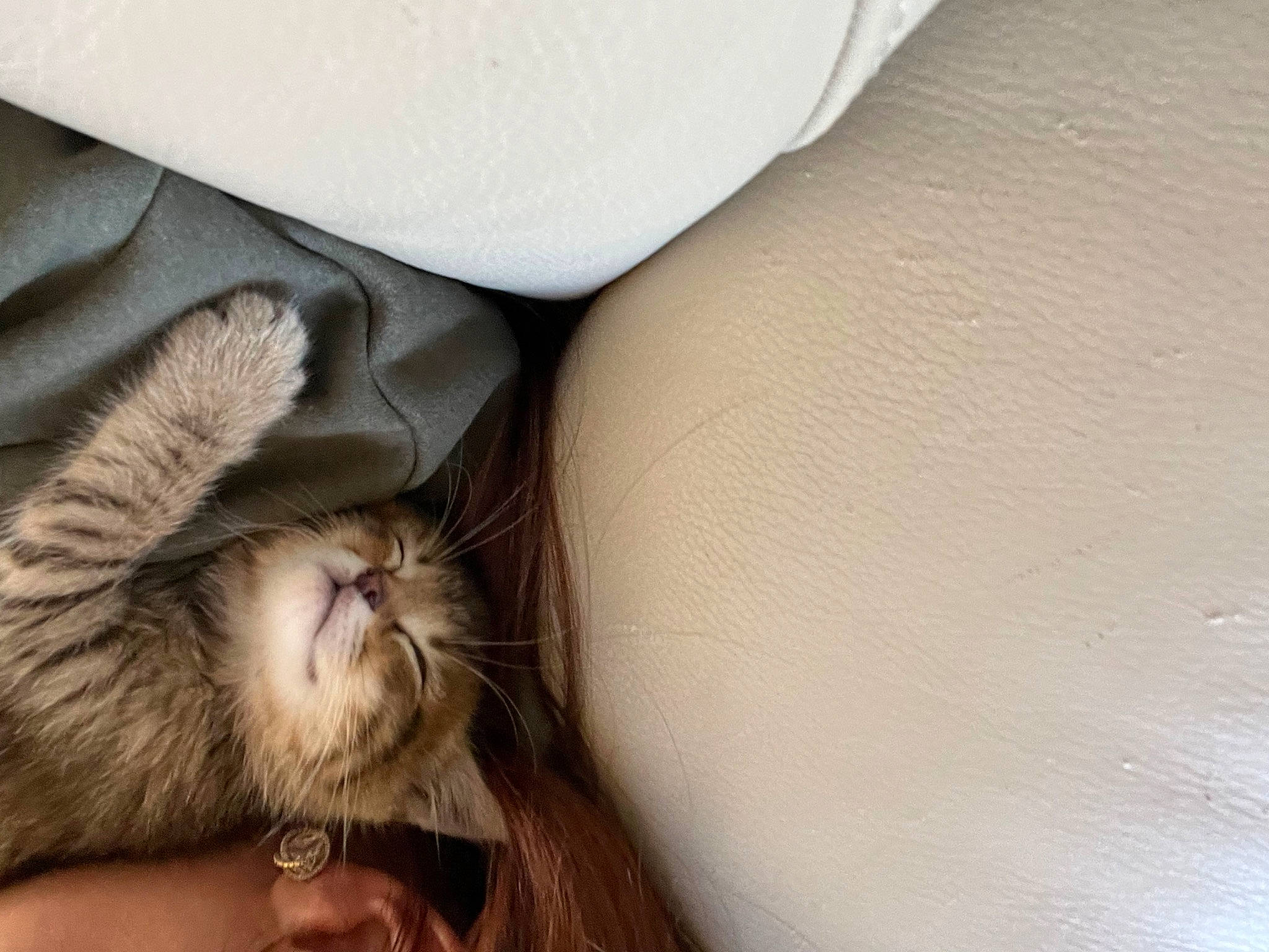 Eliott a rejoint le concours — aidez-le/la à gagner de superbes lots ! carnivore, cat, claw, comfort, domestic_short_haired_cat, elbow, fawn, felidae, foot, fur, gesture, hand, human_leg, leg, nail, paw, small_to_medium_sized_cats, snout, thigh, whiskers