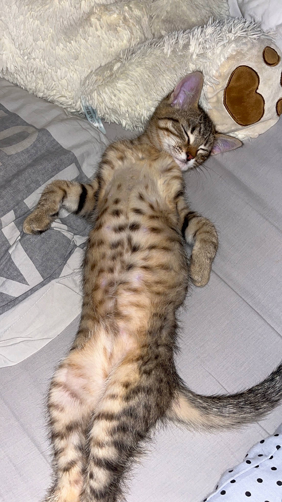 Eliott a rejoint le concours — aidez-le/la à gagner de superbes lots ! carnivore, cat, cat_bed, claw, comfort, domestic_short_haired_cat, fawn, felidae, fur, nap, paw, small_to_medium_sized_cats, snout, tail, terrestrial_animal, whiskers