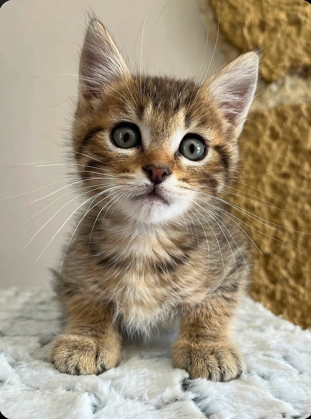 Eliott a rejoint le concours — aidez-le/la à gagner de superbes lots ! carnivore, cat, claw, domestic_short_haired_cat, fawn, felidae, fur, paw, photo_caption, small_to_medium_sized_cats, snout, tail, terrestrial_animal, whiskers, wildlife